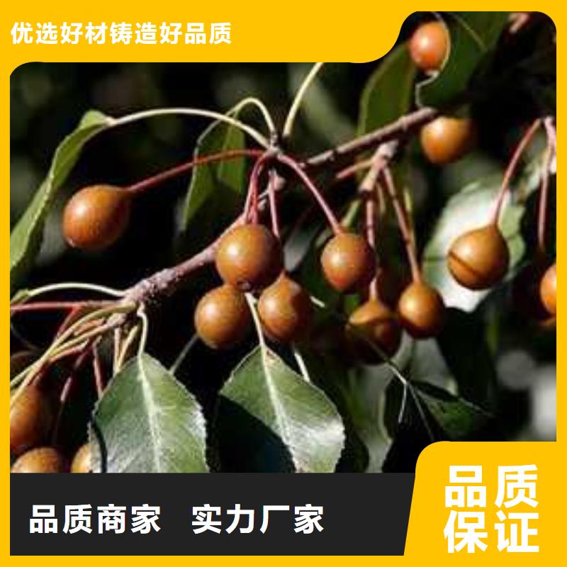 杜梨海棠苗专注细节更放心
