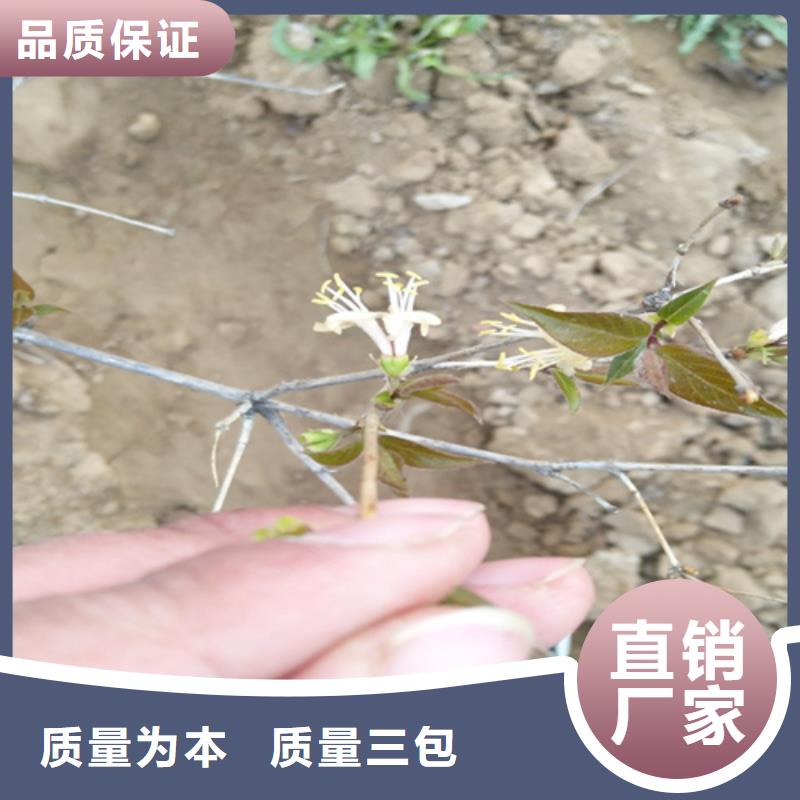 【 杈杷果蓝莓苗品质有保障】-市场覆盖|甘谷|清水|白银|兰州|甘南|金昌-诚信商务网