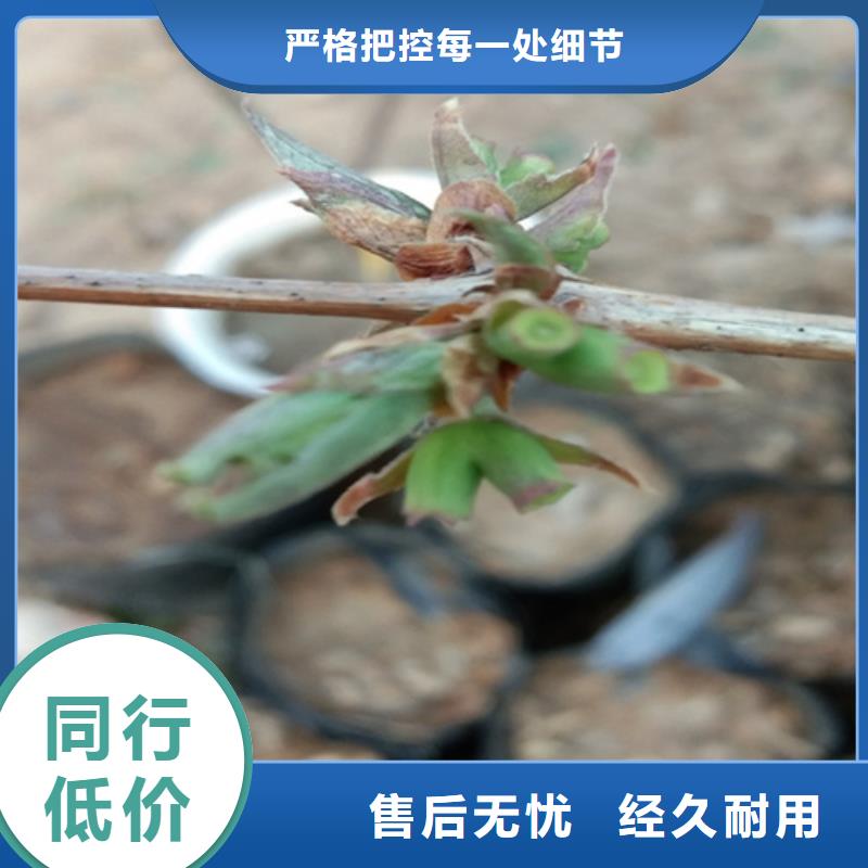 苹果苗视频-清水|秦州|酒泉|平凉|兰州|武威苹果苗产品实拍-轩园园艺场(天水市分公司)