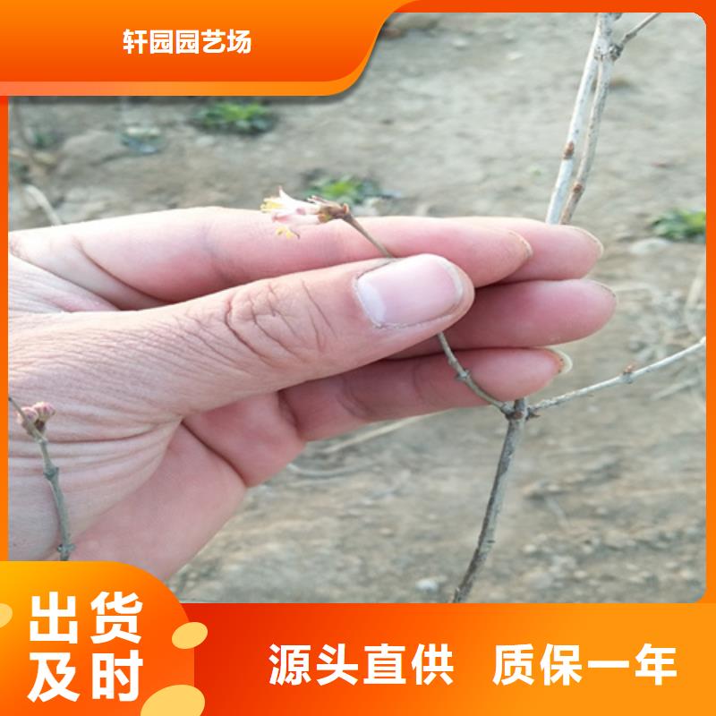 苹果苗视频-苹果苗-轩园园艺场(鞍山市分公司)服务区域台安|立山|葫芦岛|盘锦|本溪|丹东|锦州|抚顺|营口