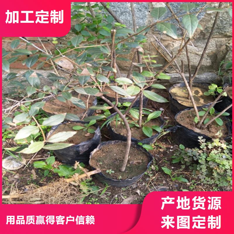 杈杷果桃树苗为您精心挑选