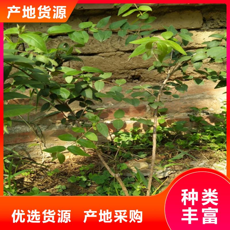 【 杈杷果蓝莓苗品质有保障】-市场覆盖|甘谷|清水|白银|兰州|甘南|金昌-诚信商务网