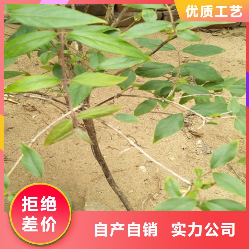 【 杈杷果蓝莓苗品质有保障】-市场覆盖|甘谷|清水|白银|兰州|甘南|金昌-诚信商务网