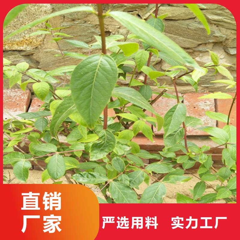 杈杷果,【樱桃苗】严选好货