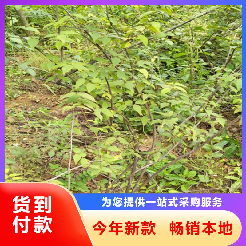 苹果苗视频-苹果苗-轩园园艺场(鞍山市分公司)服务区域台安|立山|葫芦岛|盘锦|本溪|丹东|锦州|抚顺|营口