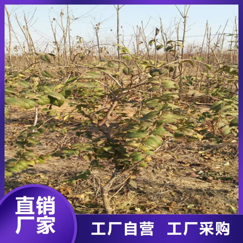 杈杷果,【樱桃苗】严选好货