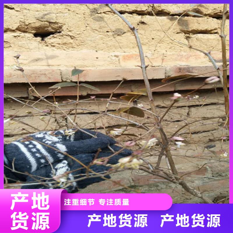 苹果苗视频-苹果苗-轩园园艺场(鞍山市分公司)服务区域台安|立山|葫芦岛|盘锦|本溪|丹东|锦州|抚顺|营口