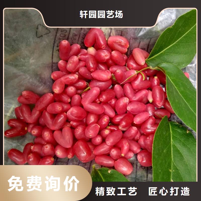 【 杈杷果蓝莓苗品质有保障】-市场覆盖|甘谷|清水|白银|兰州|甘南|金昌-诚信商务网