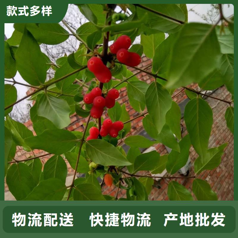 苹果苗视频-清水|秦州|酒泉|平凉|兰州|武威苹果苗产品实拍-轩园园艺场(天水市分公司)