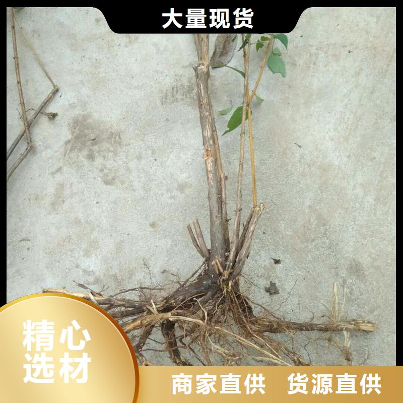 苹果苗视频-苹果苗-轩园园艺场(鞍山市分公司)服务区域台安|立山|葫芦岛|盘锦|本溪|丹东|锦州|抚顺|营口