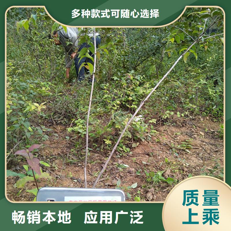 杈杷果,【樱桃苗】严选好货