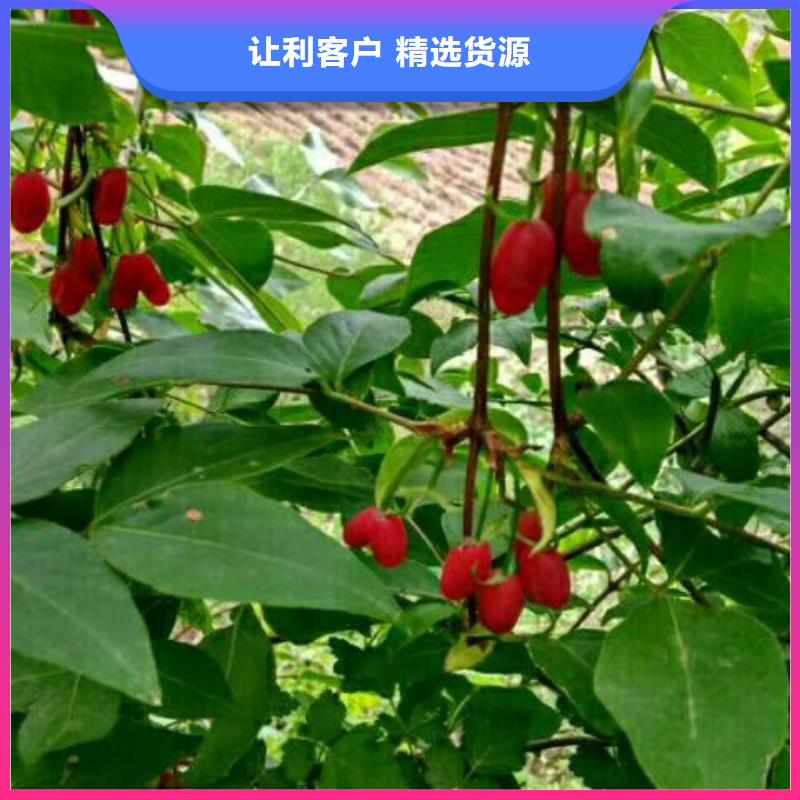 苹果苗视频-苹果苗-轩园园艺场(鞍山市分公司)服务区域台安|立山|葫芦岛|盘锦|本溪|丹东|锦州|抚顺|营口
