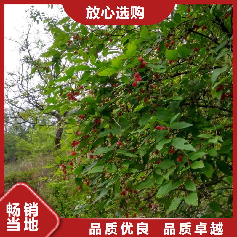 苹果苗视频-苹果苗-轩园园艺场(鞍山市分公司)服务区域台安|立山|葫芦岛|盘锦|本溪|丹东|锦州|抚顺|营口