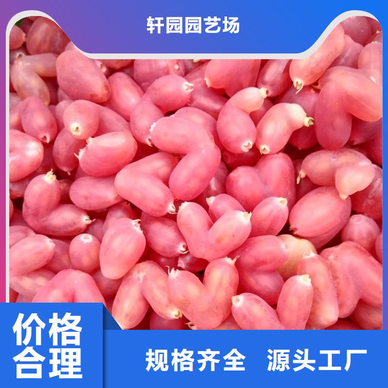 杈杷果樱桃苗对质量负责