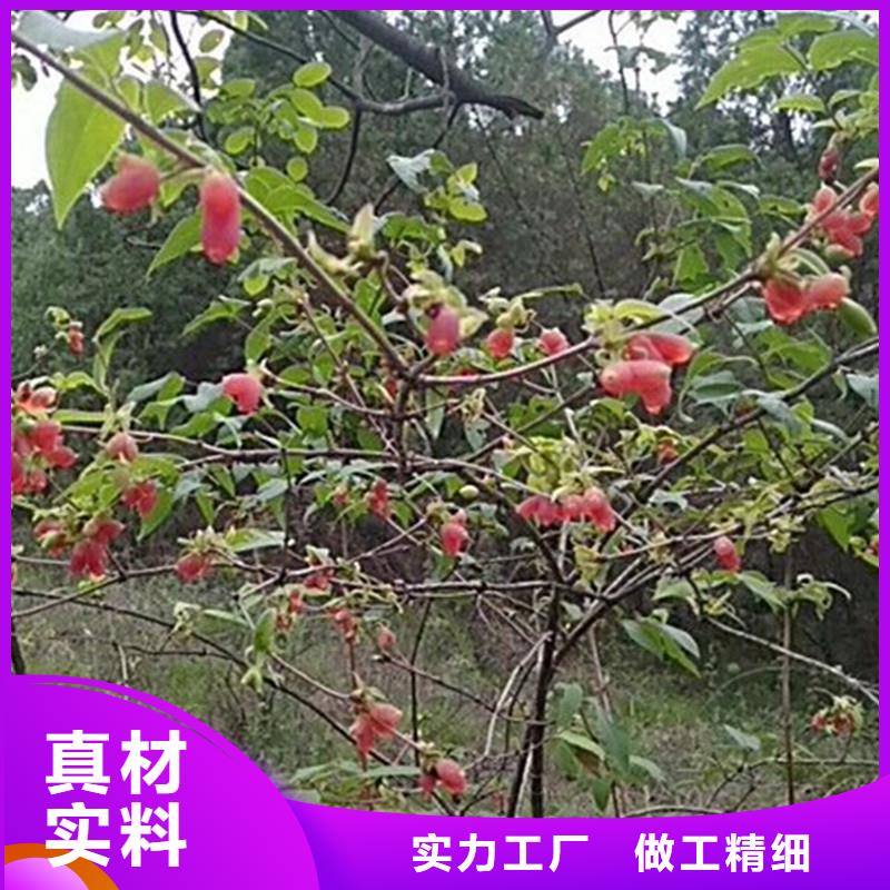 苹果苗视频-清水|秦州|酒泉|平凉|兰州|武威苹果苗产品实拍-轩园园艺场(天水市分公司)