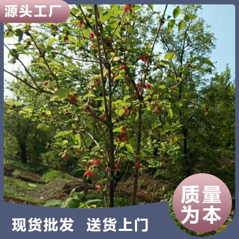 杈杷果桃树苗为您精心挑选