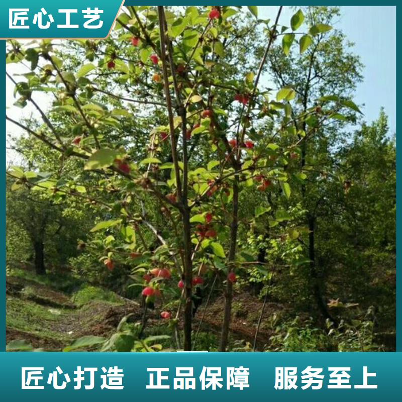 【 杈杷果蓝莓苗品质有保障】-市场覆盖|甘谷|清水|白银|兰州|甘南|金昌-诚信商务网
