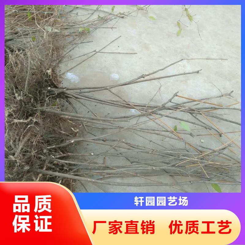苹果苗视频-苹果苗-轩园园艺场(鞍山市分公司)服务区域台安|立山|葫芦岛|盘锦|本溪|丹东|锦州|抚顺|营口