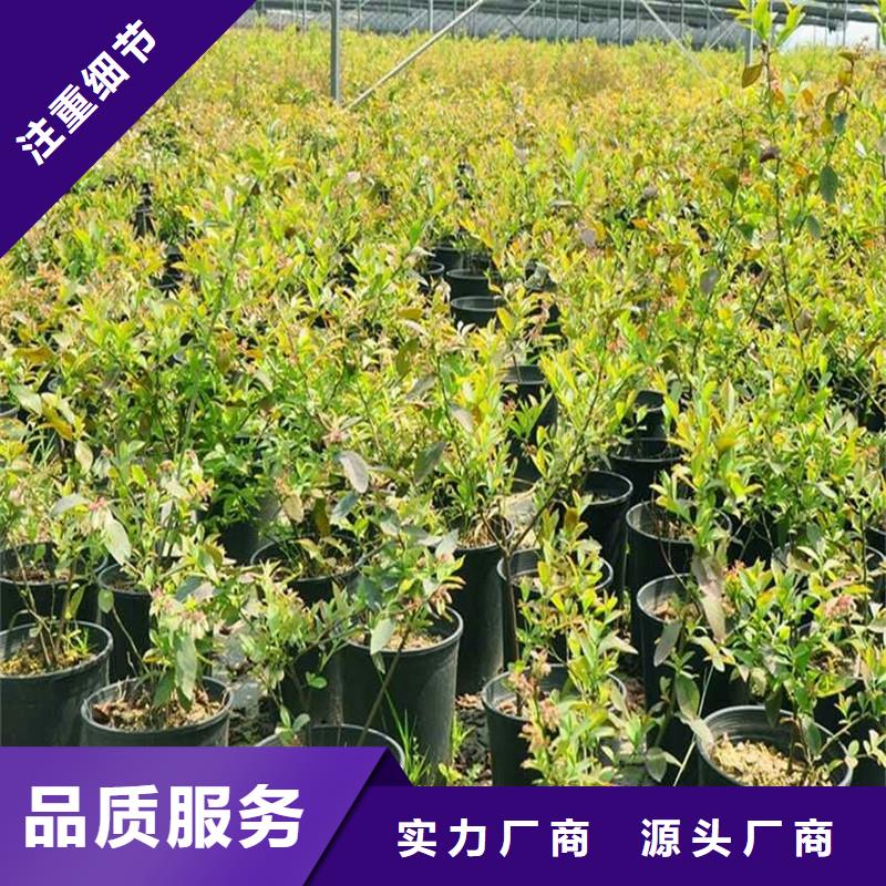 【 杈杷果蓝莓苗品质有保障】-市场覆盖|甘谷|清水|白银|兰州|甘南|金昌-诚信商务网