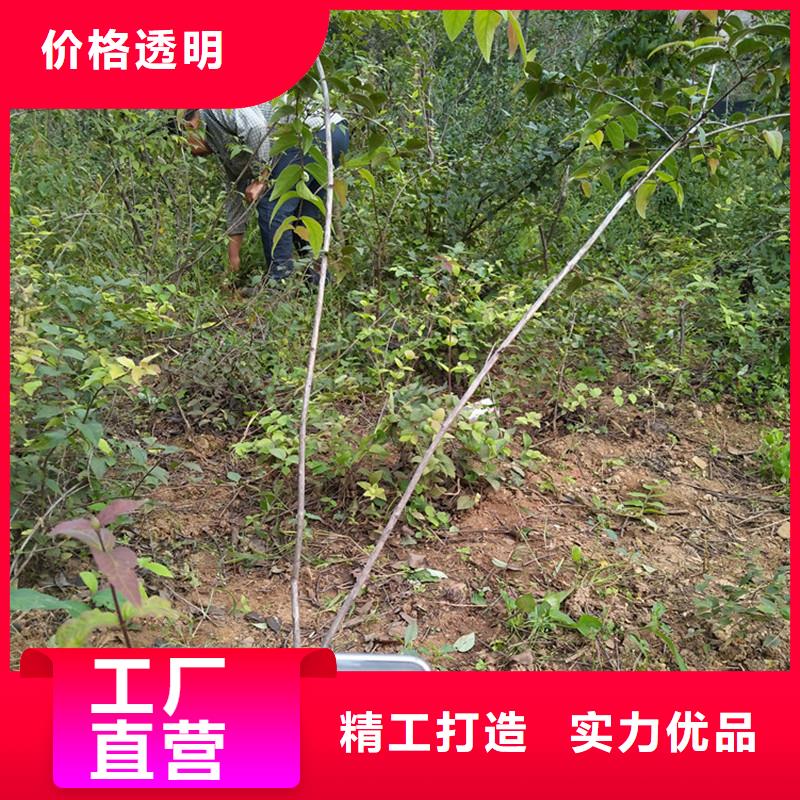 【 杈杷果蓝莓苗品质有保障】-市场覆盖|甘谷|清水|白银|兰州|甘南|金昌-诚信商务网