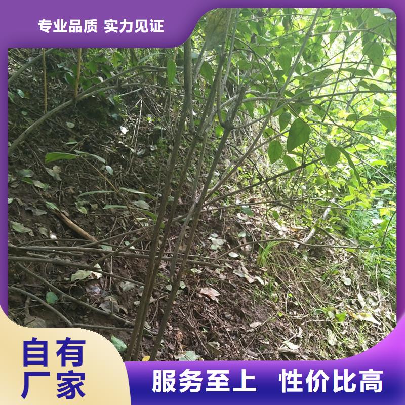 苹果苗视频-苹果苗-轩园园艺场(鞍山市分公司)服务区域台安|立山|葫芦岛|盘锦|本溪|丹东|锦州|抚顺|营口