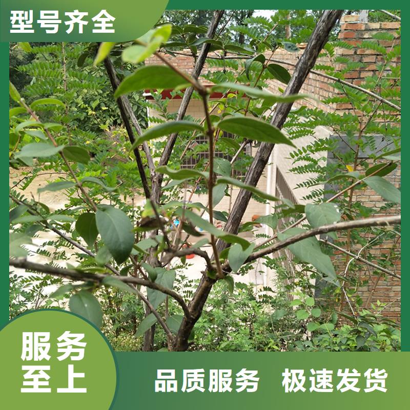 苹果苗视频-苹果苗-轩园园艺场(鞍山市分公司)服务区域台安|立山|葫芦岛|盘锦|本溪|丹东|锦州|抚顺|营口