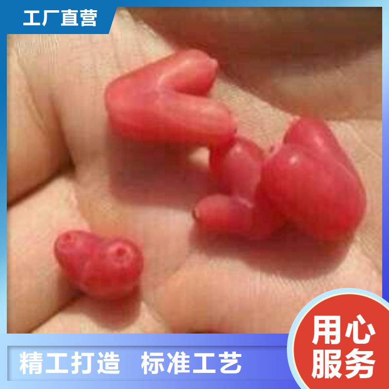 苹果苗视频-清水|秦州|酒泉|平凉|兰州|武威苹果苗产品实拍-轩园园艺场(天水市分公司)