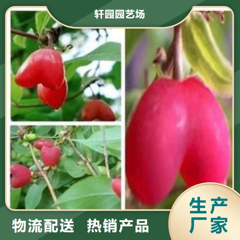 【 杈杷果蓝莓苗品质有保障】-市场覆盖|甘谷|清水|白银|兰州|甘南|金昌-诚信商务网