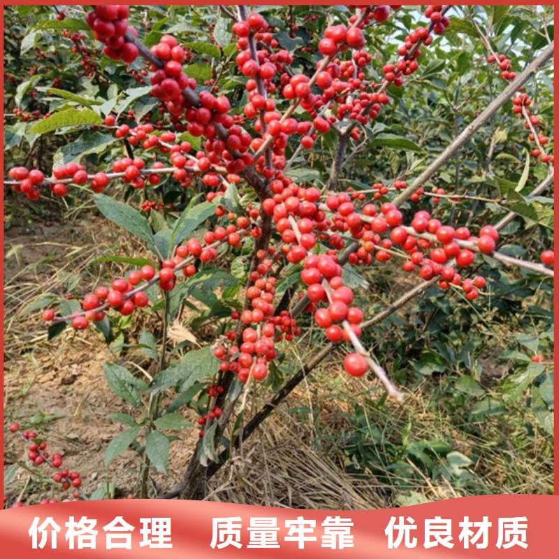 北美冬青_石榴苗专业生产制造厂