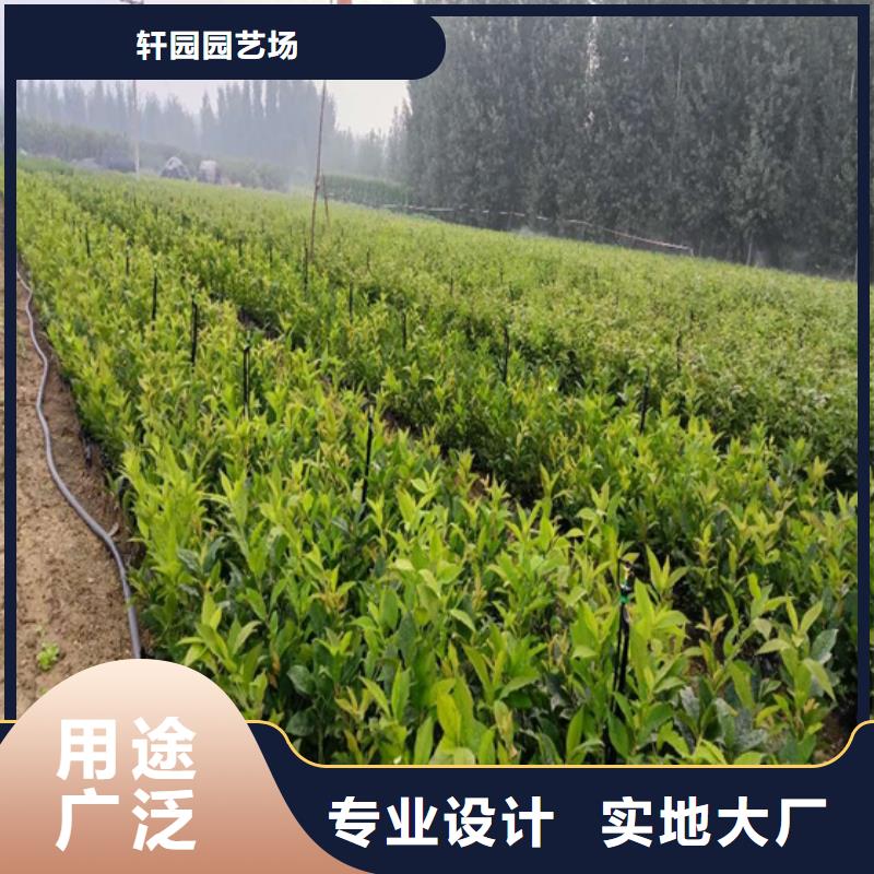 苹果苗视频-内蒙古呼和浩特市轩园苹果苗可服务区域赤峰|乌兰察布|兴安|阿拉善等