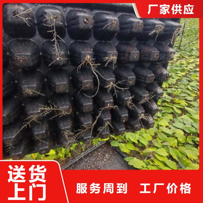 北美冬青_石榴苗专业生产制造厂