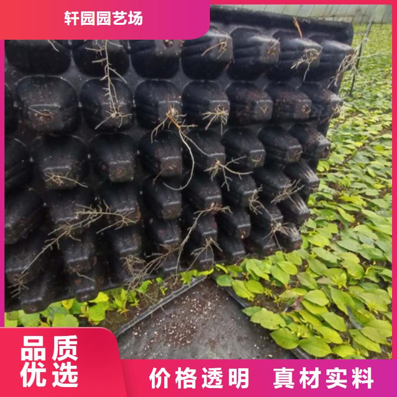苹果苗视频-内蒙古呼和浩特市轩园苹果苗可服务区域赤峰|乌兰察布|兴安|阿拉善等