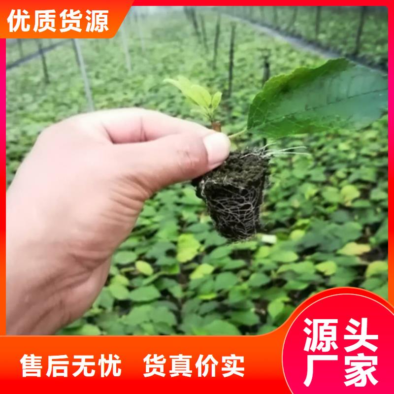 苹果苗视频-苹果苗-河北省沧州市盐山|泊头|承德|保定|石家庄|唐山|邯郸|衡水【本地】经销商
