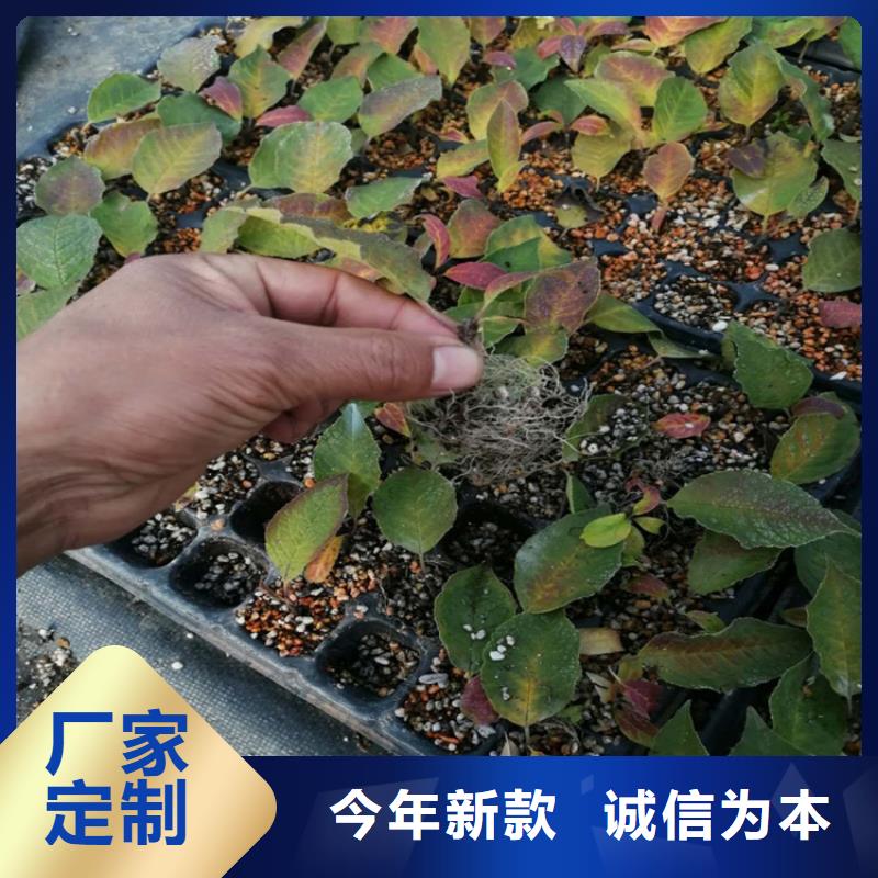 北美冬青_石榴苗专业生产制造厂