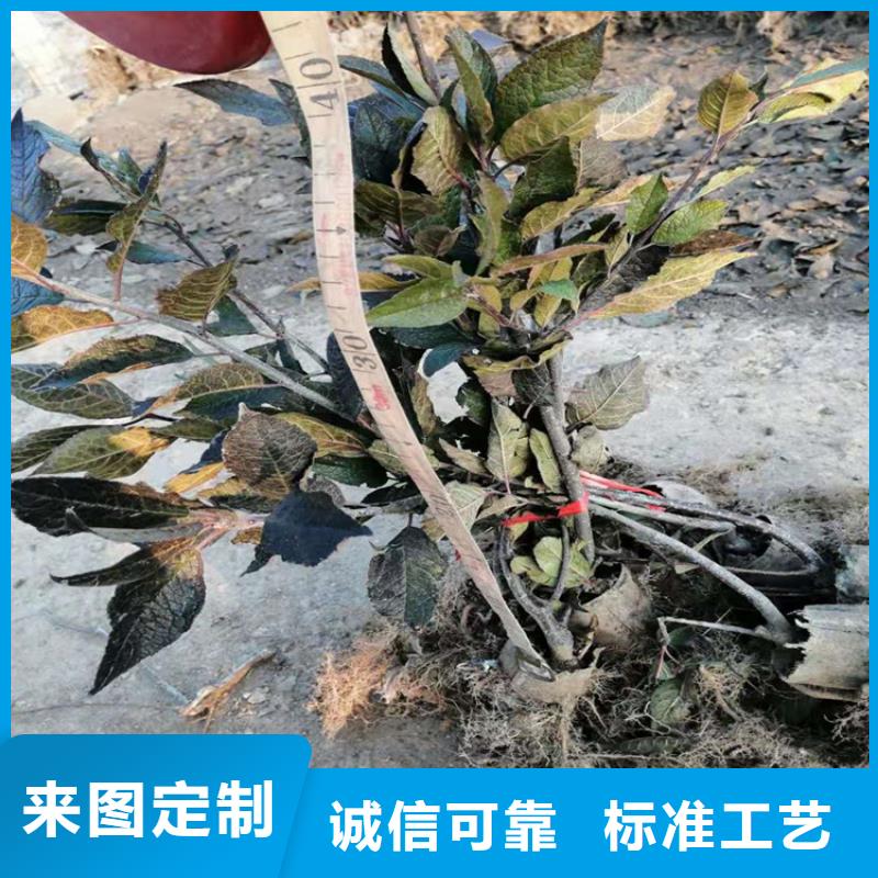 苹果苗视频-苹果苗|广东省梅州市|梅县|兴宁|揭阳|珠海|汕头|惠州