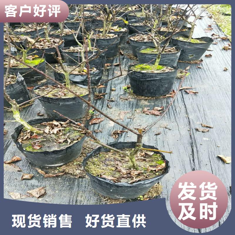北美冬青猕猴桃苗工艺精细质保长久