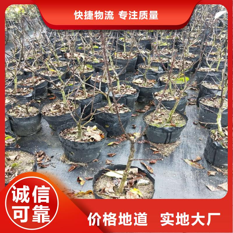 苹果苗视频-苹果苗|广东省梅州市|梅县|兴宁|揭阳|珠海|汕头|惠州
