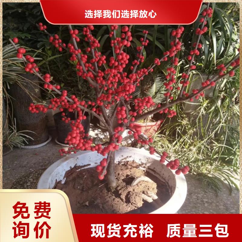 苹果苗视频-苹果苗|广东省梅州市|梅县|兴宁|揭阳|珠海|汕头|惠州