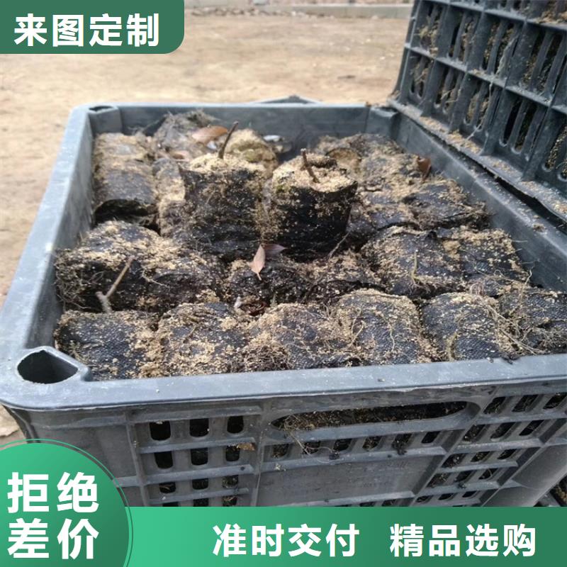 【北美冬青】_樱桃苗放心得选择本地品牌
