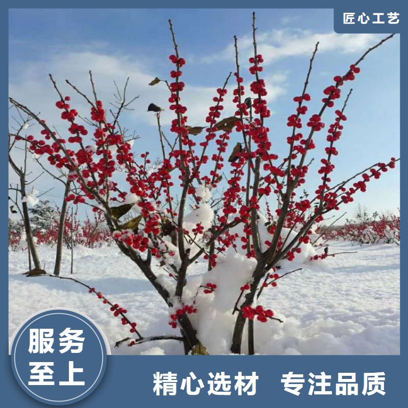 苹果苗视频-苹果苗|广东省梅州市|梅县|兴宁|揭阳|珠海|汕头|惠州