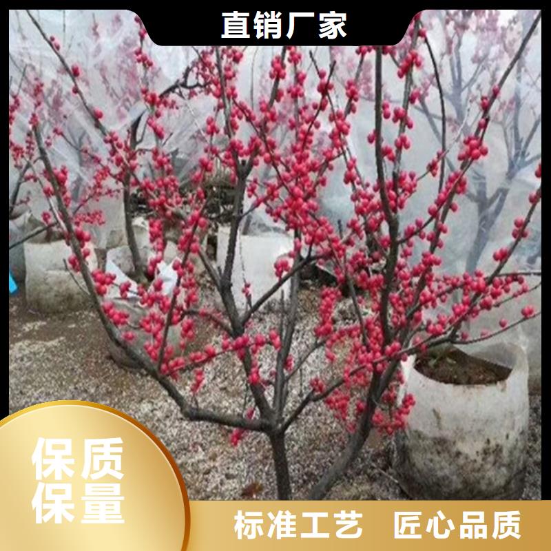 苹果苗视频-内蒙古呼和浩特市轩园苹果苗可服务区域赤峰|乌兰察布|兴安|阿拉善等
