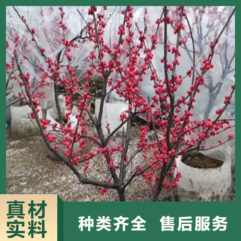 苹果苗视频-苹果苗|广东省梅州市|梅县|兴宁|揭阳|珠海|汕头|惠州