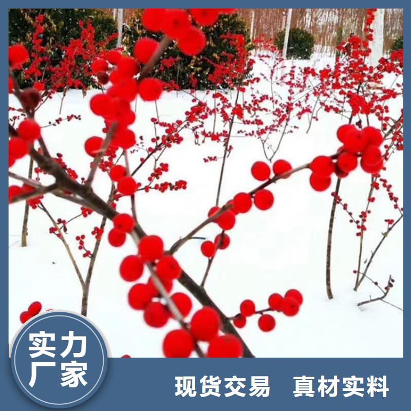 苹果苗视频-内蒙古呼和浩特市轩园苹果苗可服务区域赤峰|乌兰察布|兴安|阿拉善等