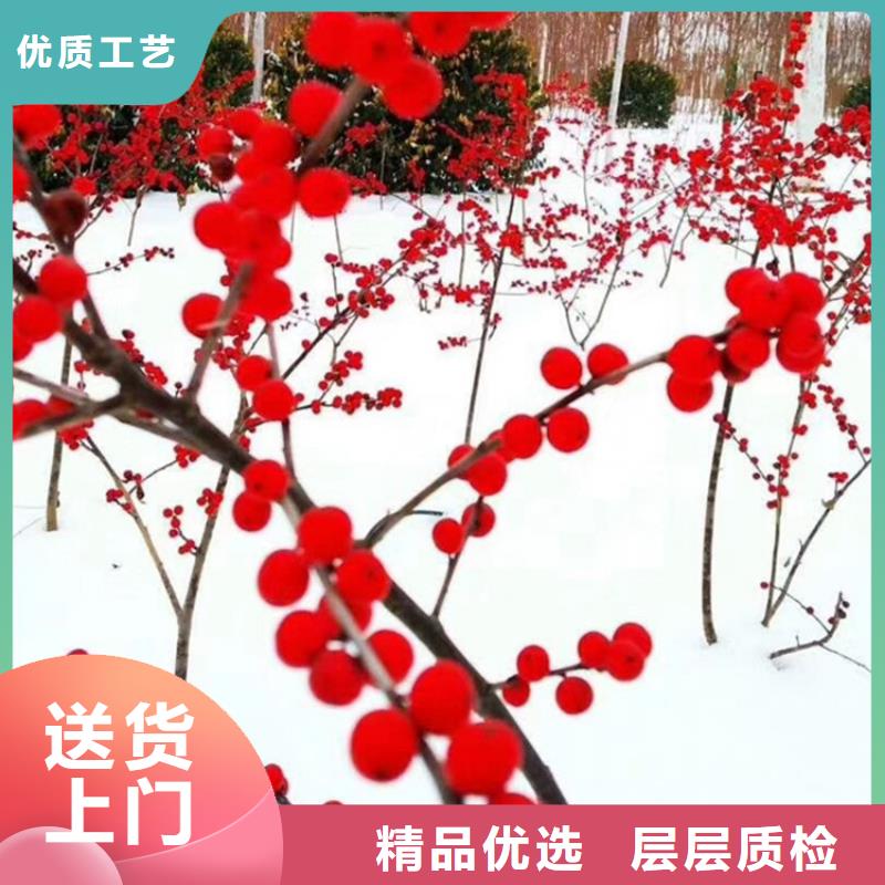 北美冬青_石榴苗专业生产制造厂