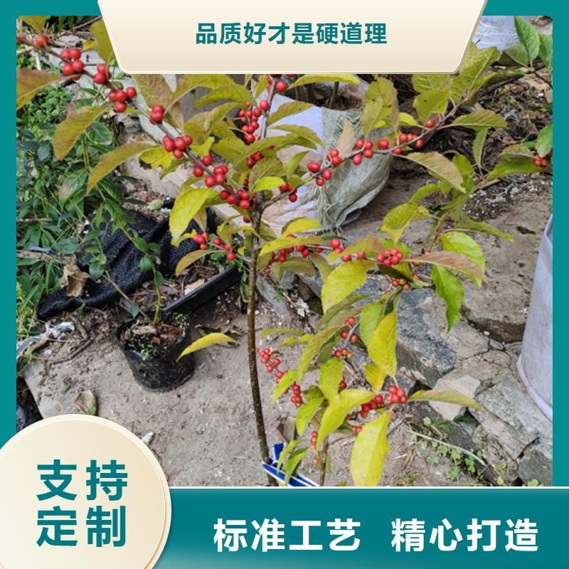 北美冬青_石榴苗专业生产制造厂