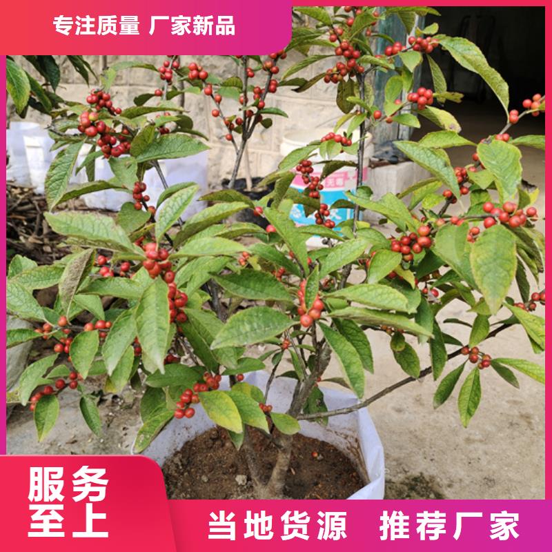 苹果苗视频-苹果苗-河北省沧州市盐山|泊头|承德|保定|石家庄|唐山|邯郸|衡水【本地】经销商