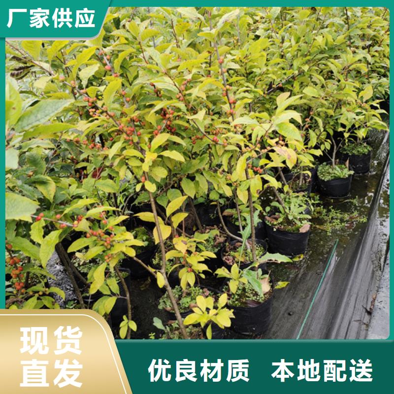 【北美冬青】_樱桃苗放心得选择本地品牌