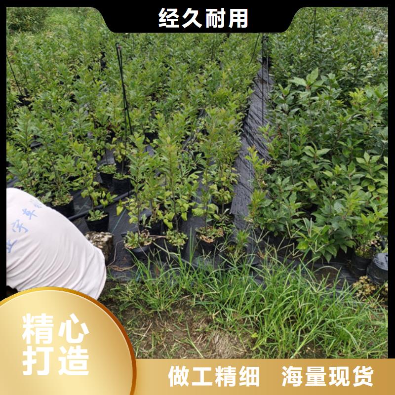 苹果苗视频-内蒙古呼和浩特市轩园苹果苗可服务区域赤峰|乌兰察布|兴安|阿拉善等