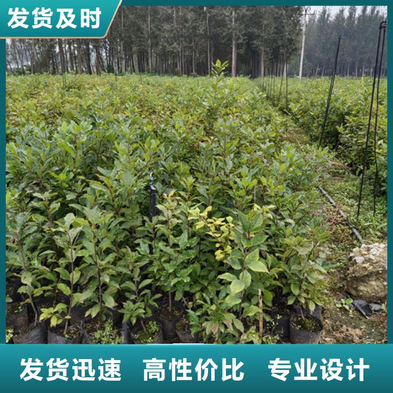 北美冬青_石榴苗专业生产制造厂