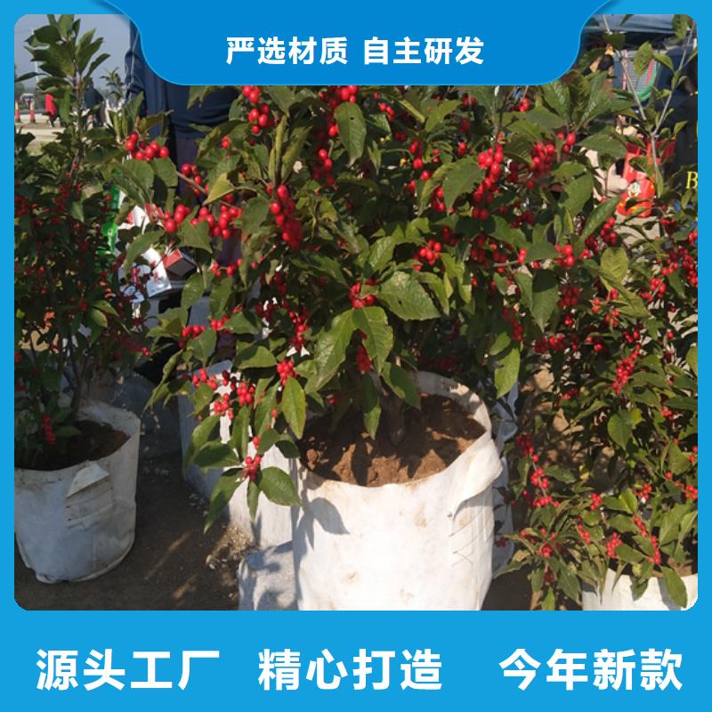 苹果苗视频-内蒙古呼和浩特市轩园苹果苗可服务区域赤峰|乌兰察布|兴安|阿拉善等